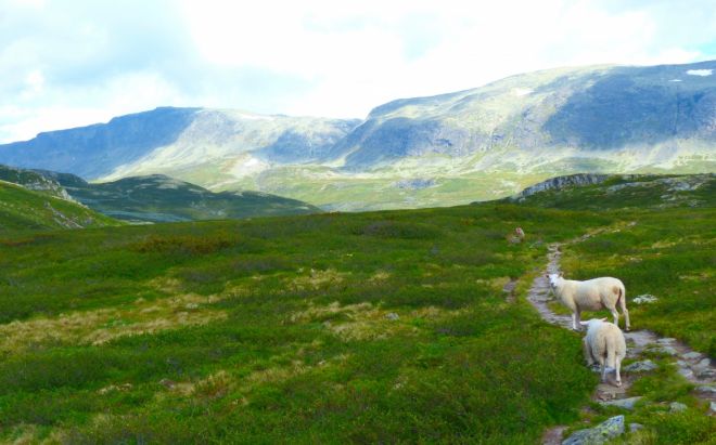 M&oslash;rehovda. Foto K&aring;re Berg